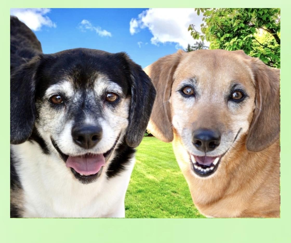 Trudie & Wally (Bonded Siblings), a ADOPTABLE mixed breed in Westfield, NY image 3/6