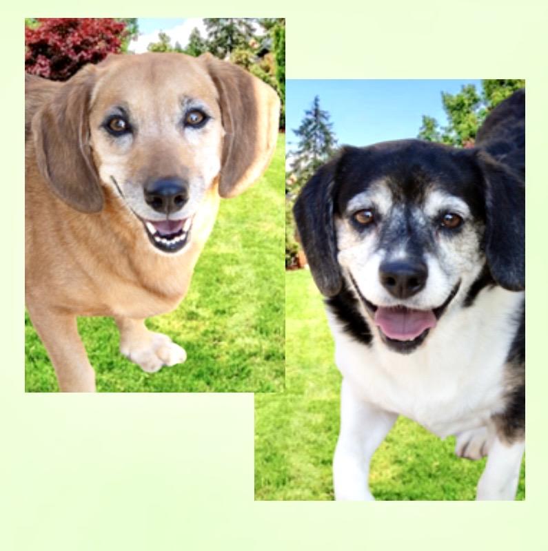 Trudie & Wally (Bonded Siblings), ADOPTABLE, Adult Female Beagle & Dachshund.