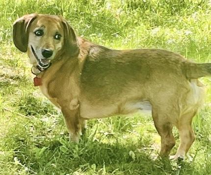 Enlarge Trudy & Wally (Bonded), a ADOPTABLE mixed breed in Westfield, NY image 5/6