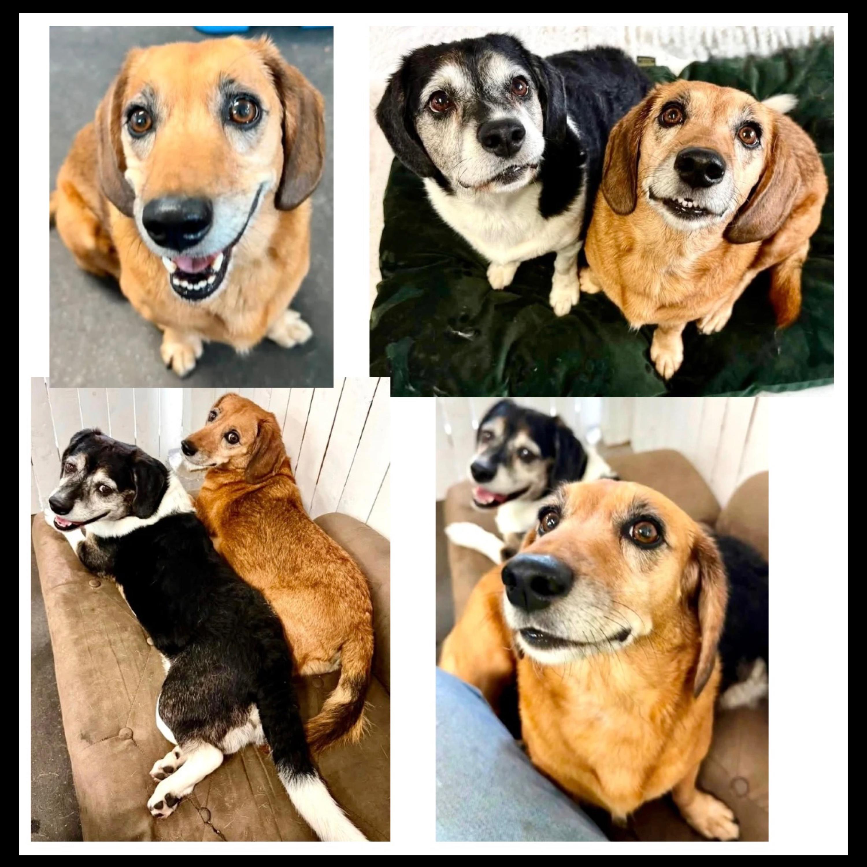 Trudie & Wally (Bonded Siblings), a ADOPTABLE mixed breed in Westfield, NY image 4/6