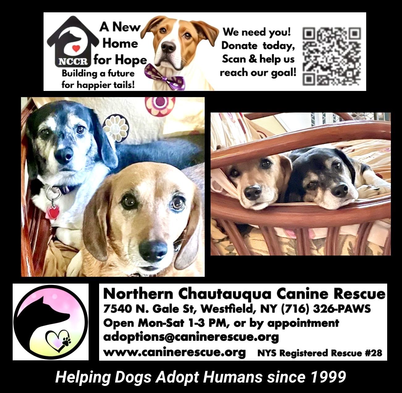 Trudie & Wally (Bonded Siblings), a ADOPTABLE mixed breed in Westfield, NY image 6/6