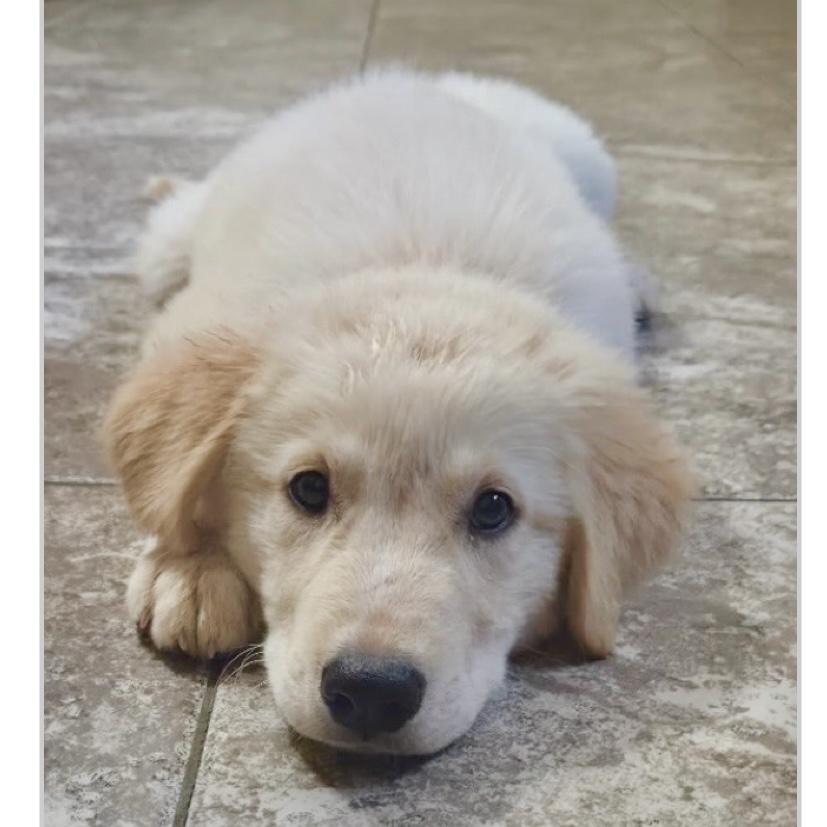 Friday, ADOPTABLE, Puppy Female Golden Retriever.
