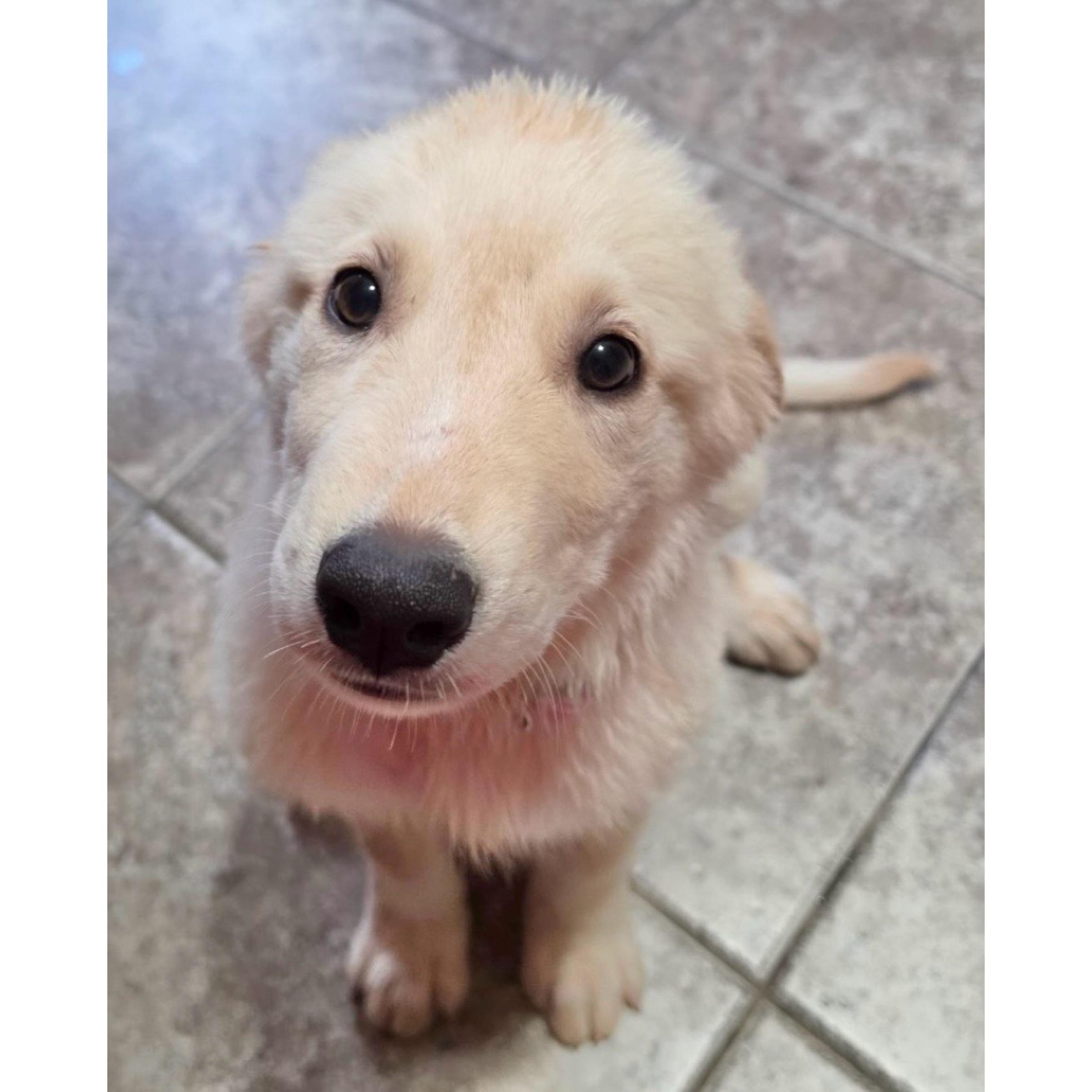 Friday, a ADOPTABLE Golden Retriever in Boulder, CO image 3/3