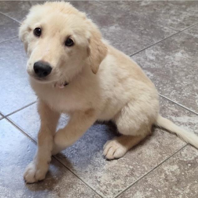 Friday, a ADOPTABLE Golden Retriever in Boulder, CO image 2/3