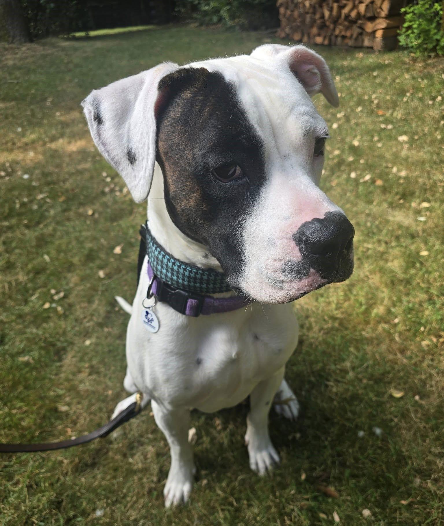 Enlarge Tyson, a Adoptable Boxer in Stanwood, WA image 1/3