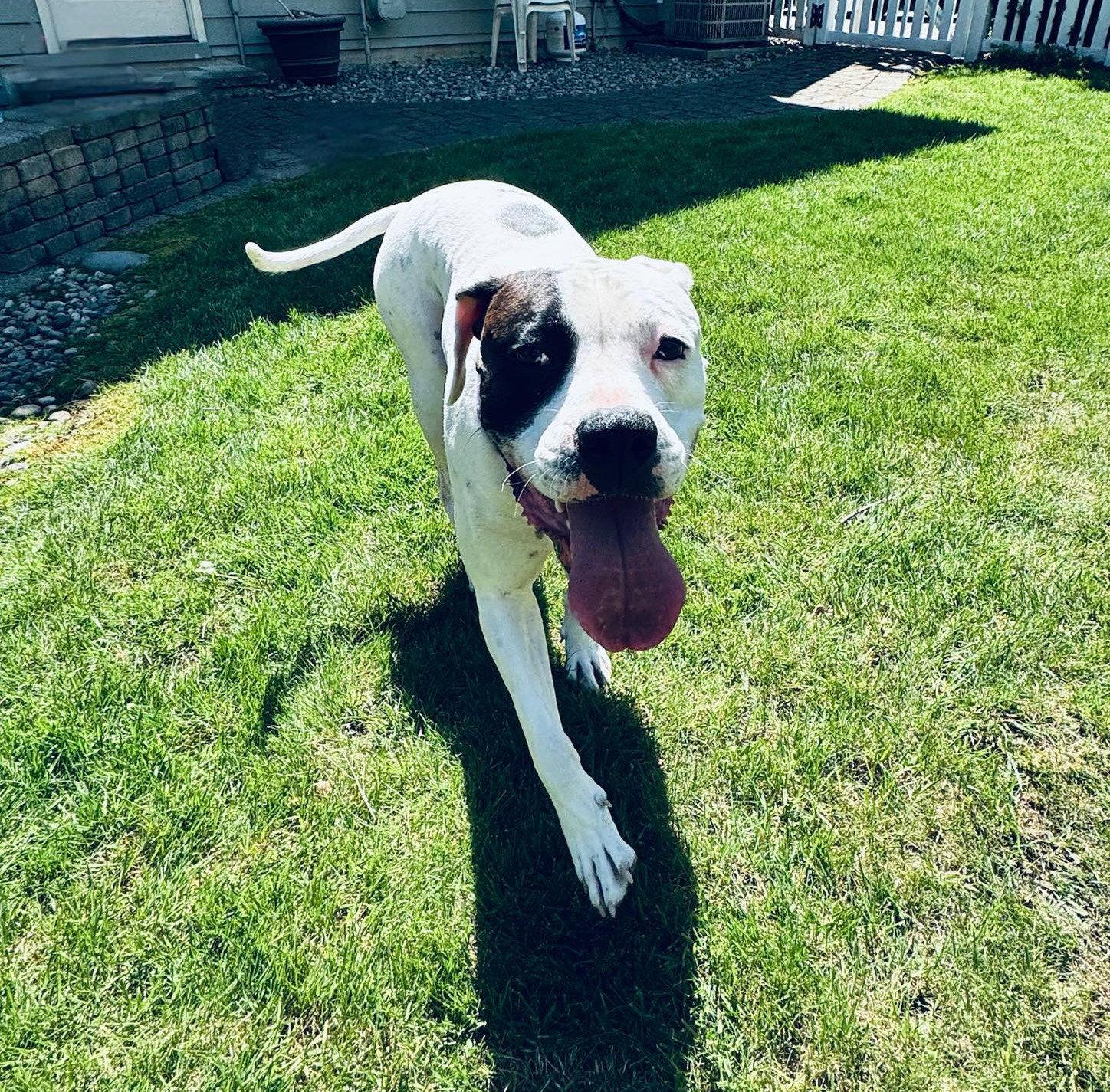 Tyson, a Adoptable Boxer in Stanwood, WA image 1/3