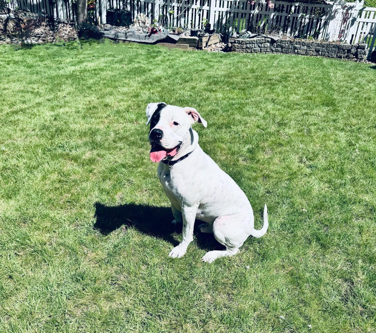Tyson, a Adoptable Boxer in Stanwood, WA image 2/3