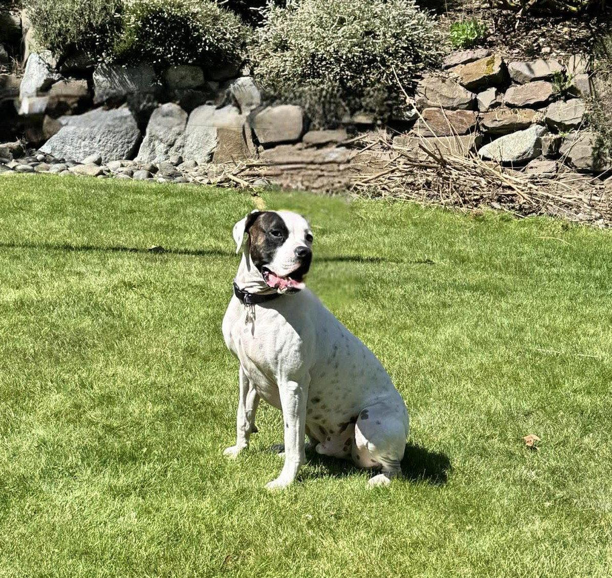 Tyson, a Adoptable Boxer in Stanwood, WA image 3/3