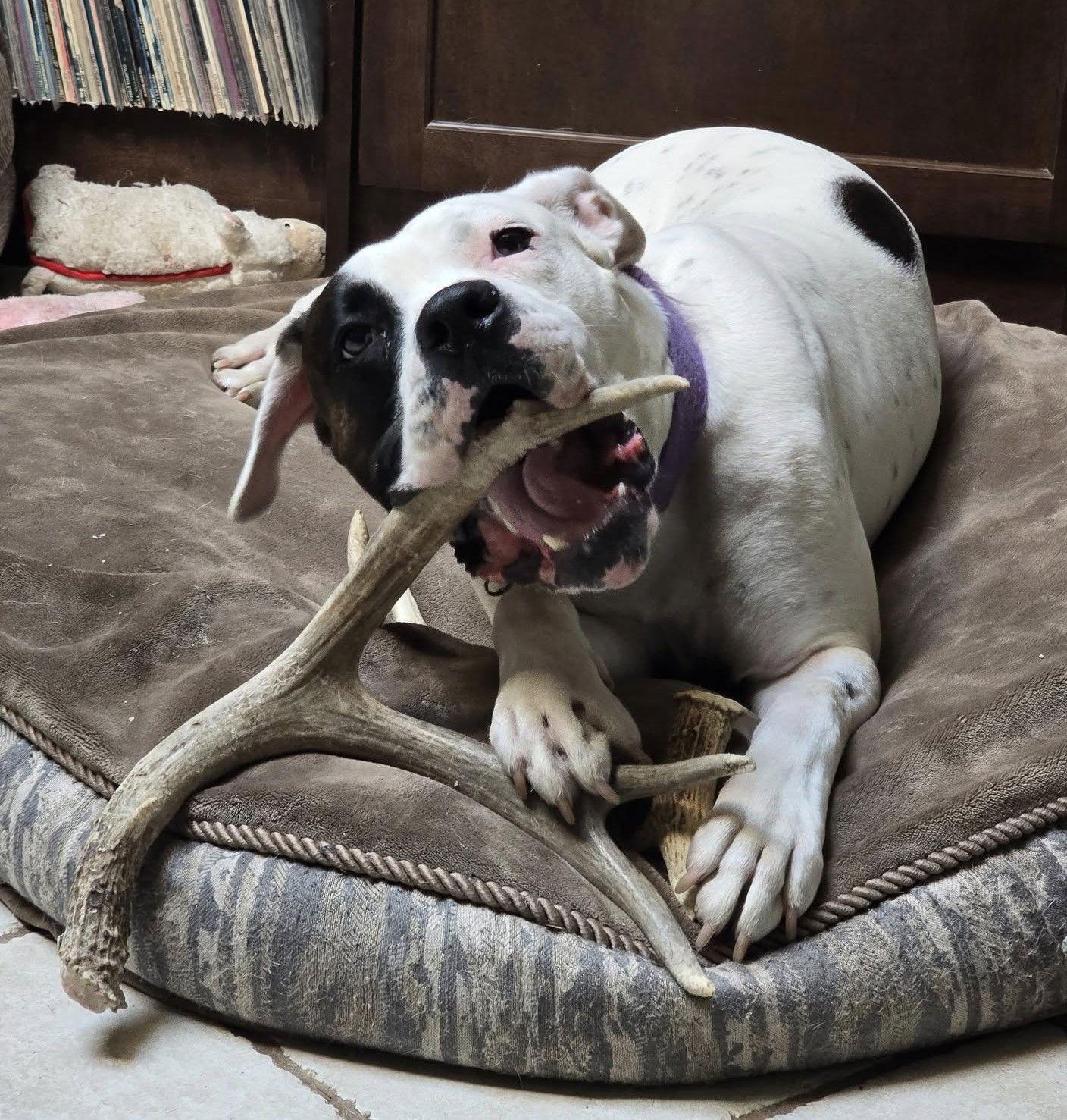 Enlarge Tyson, a Adoptable Boxer in Stanwood, WA image 3/3