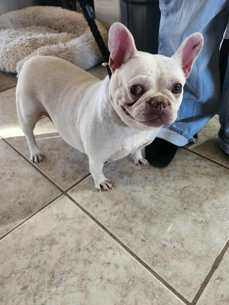 Enlarge June, a Adoptable mixed breed in Mesa, AZ image 1/1