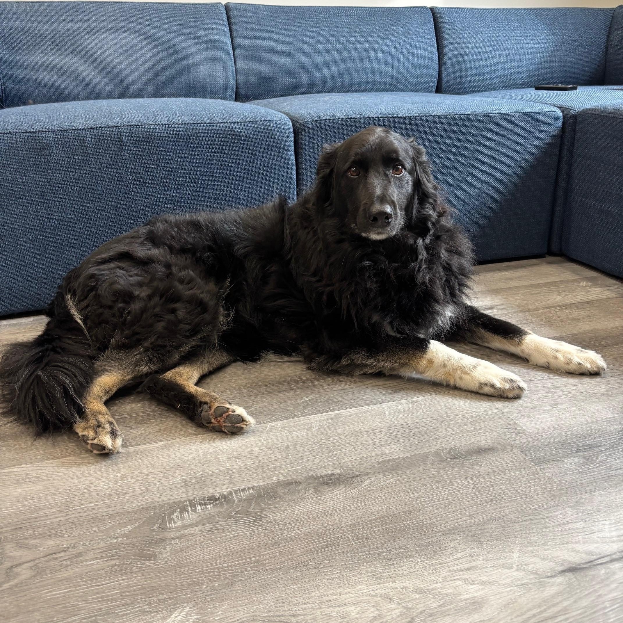 Enlarge Luna, a ADOPTABLE mixed breed in Oshawa, ON image 2/3