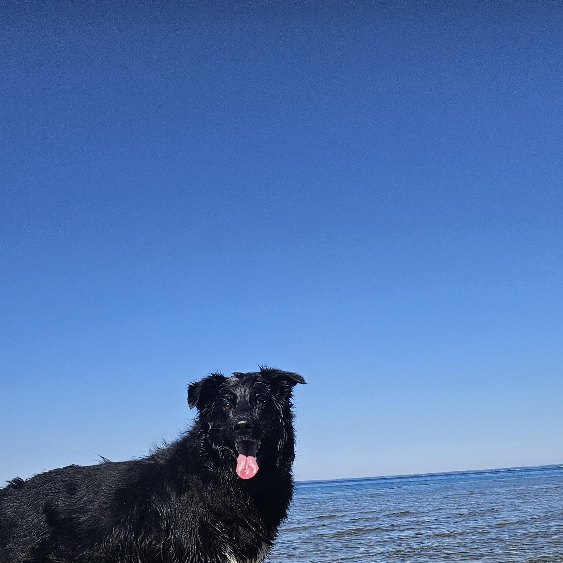Luna, a ADOPTABLE mixed breed in Oshawa, ON image 3/4