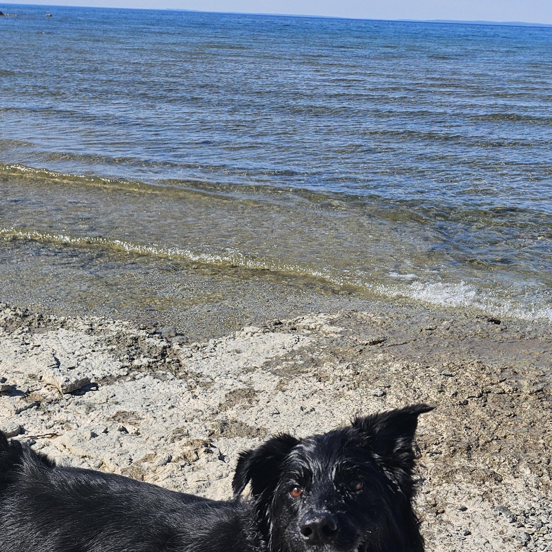 Luna, a ADOPTABLE mixed breed in Oshawa, ON image 2/4
