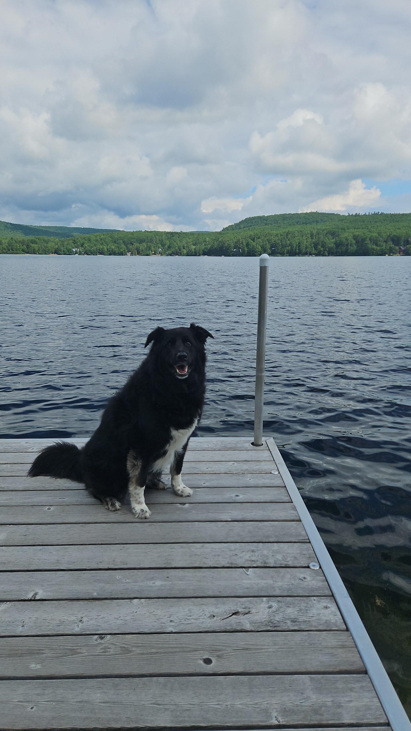 Luna, a ADOPTABLE mixed breed in Oshawa, ON image 4/4