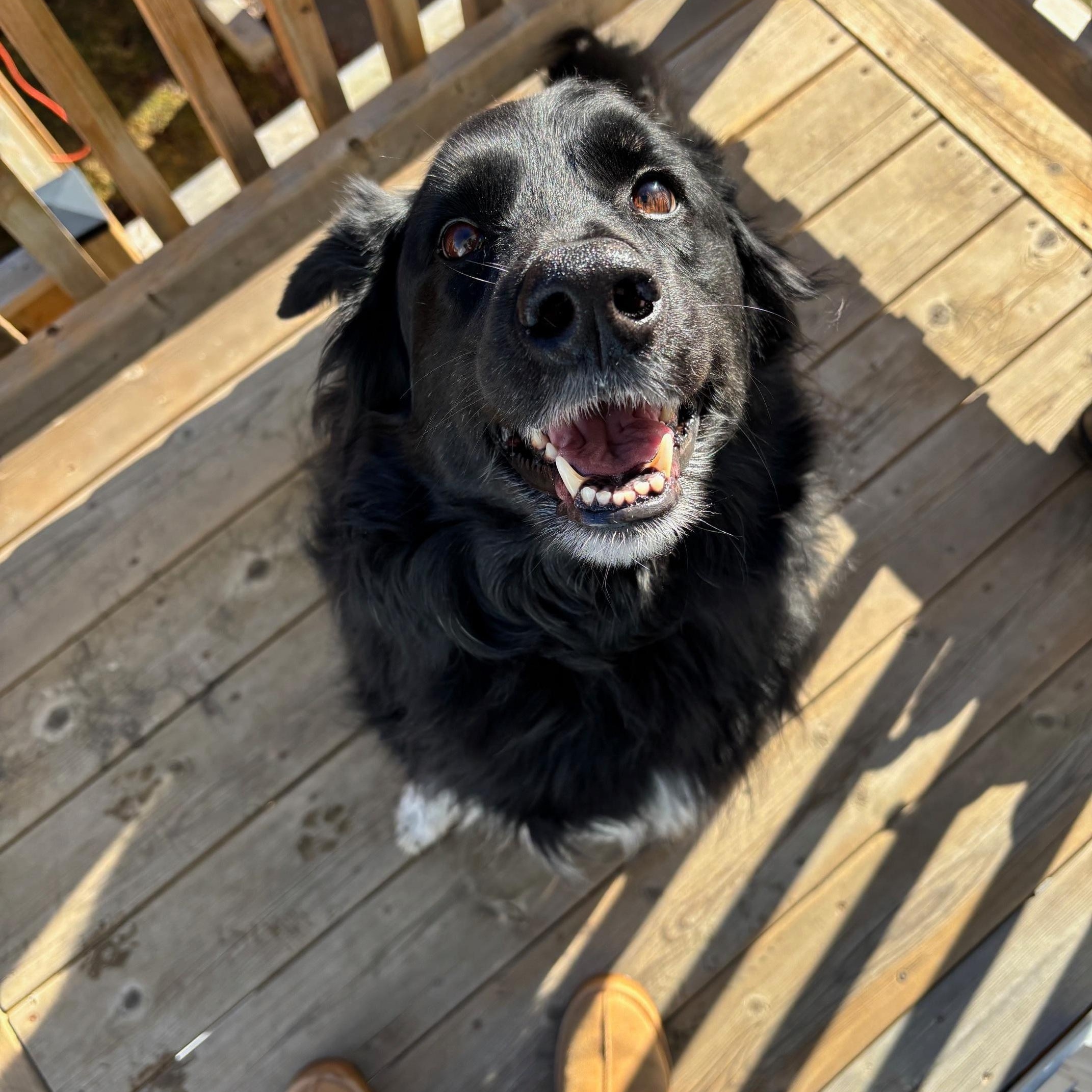 Enlarge Luna, a ADOPTABLE mixed breed in Oshawa, ON image 3/3