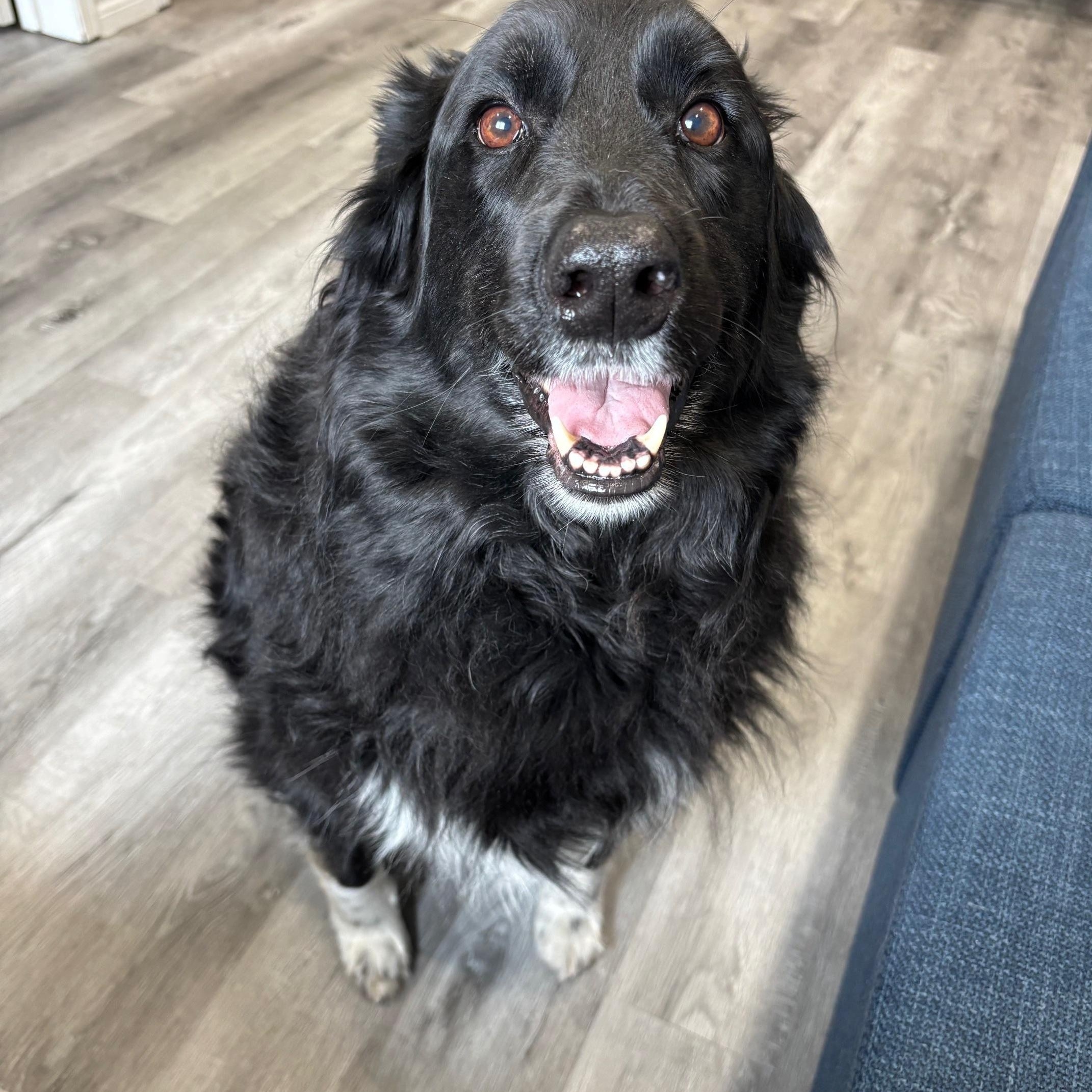 Luna, ADOPTABLE, Senior Female Border Collie & Husky.