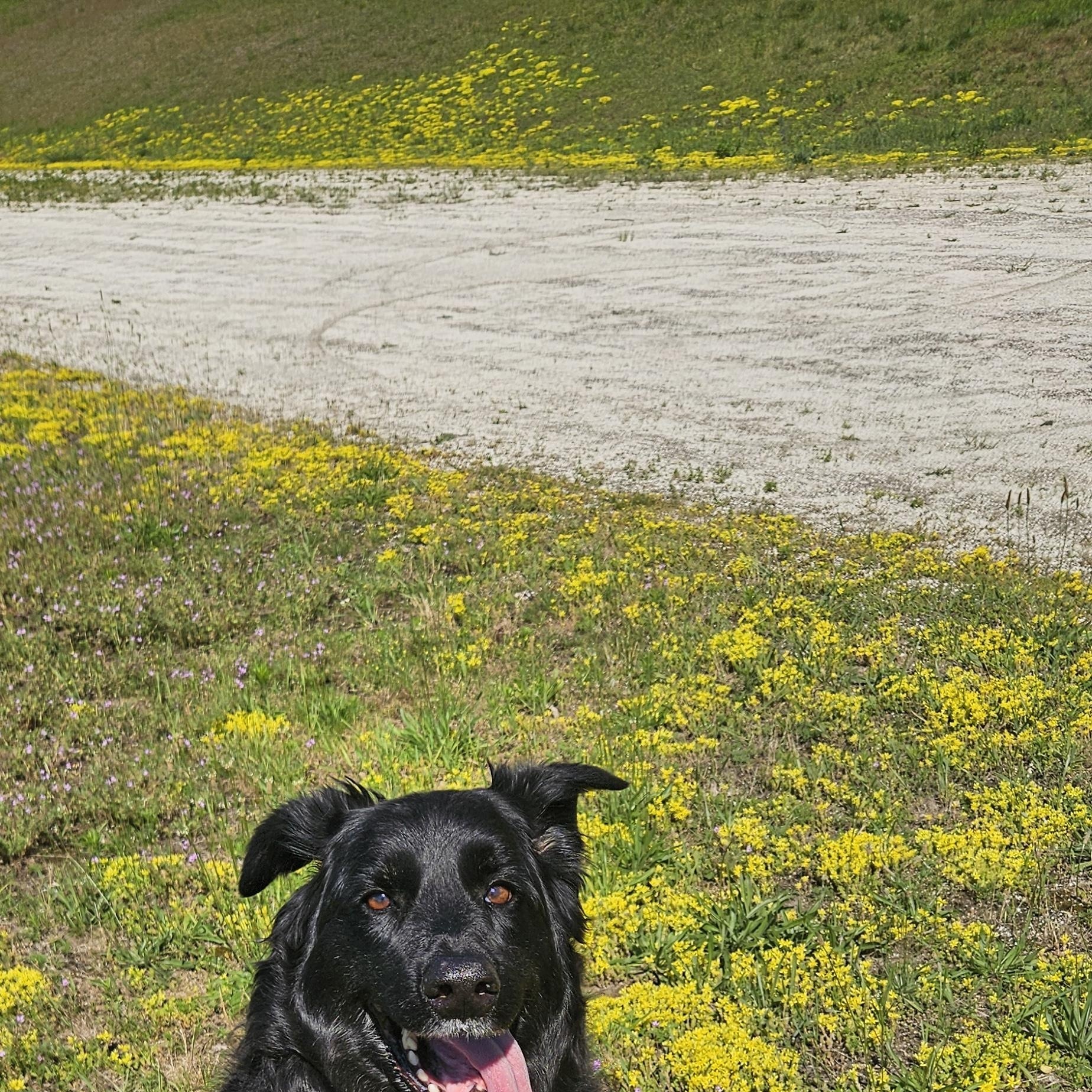 Luna, ADOPTABLE, Senior Female Border Collie & Husky.