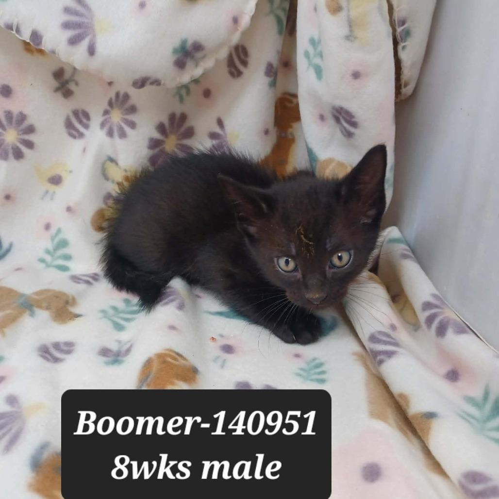 Boomer, Adoptable, Kitten Male Domestic Short Hair.