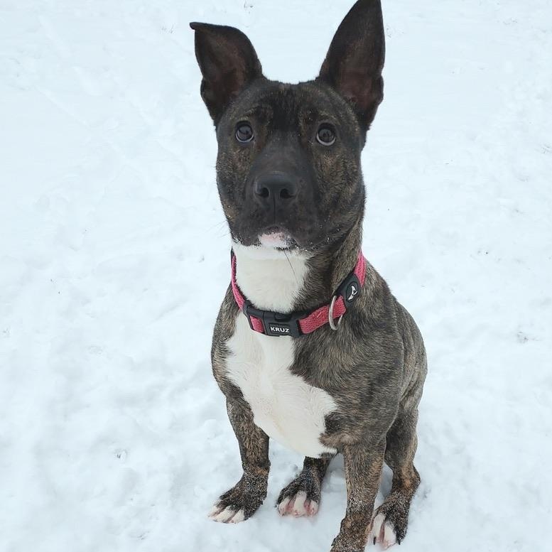 Enlarge Ziva, an adoptable mixed breed in Park Rapids, MN image 1/1