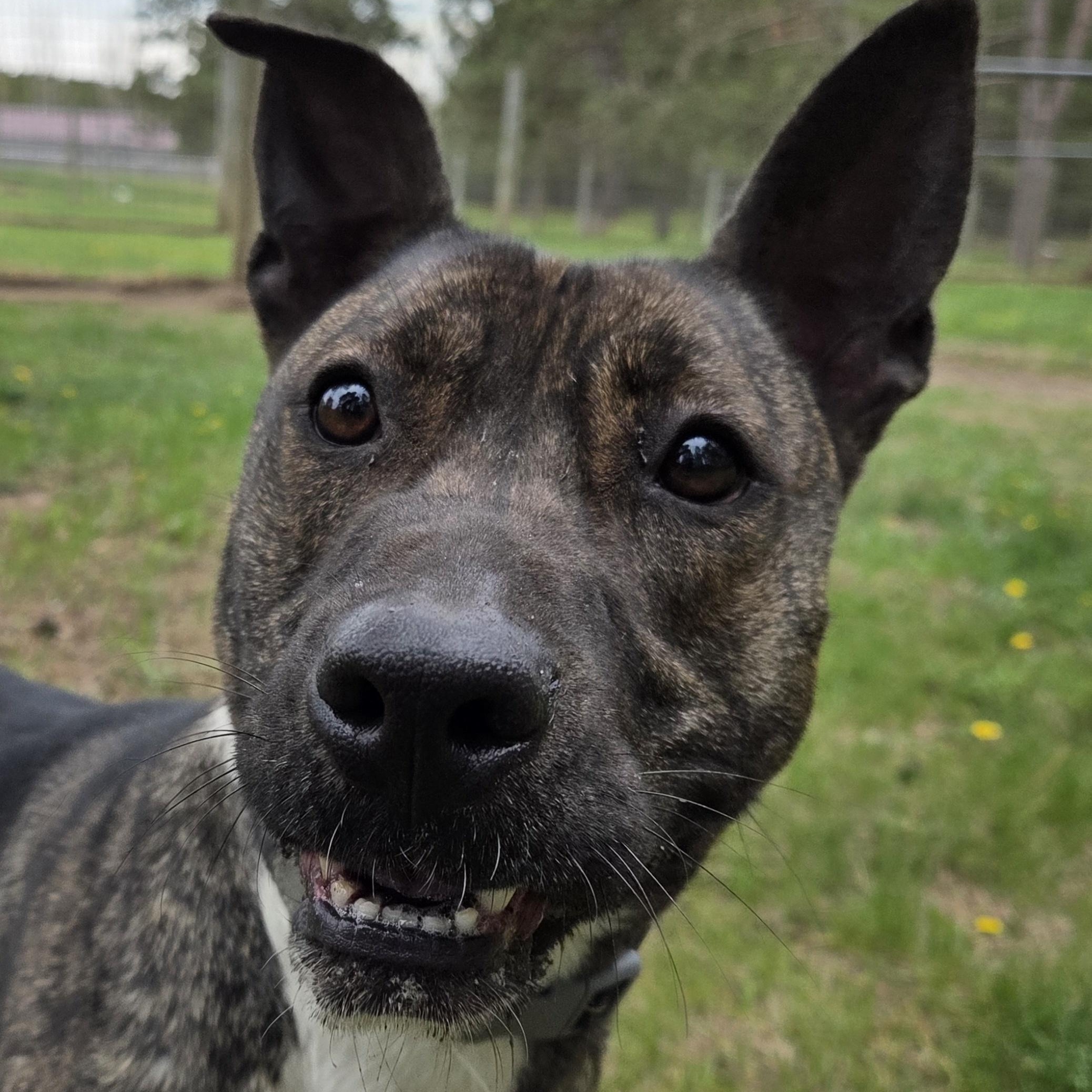 Ziva, an adoptable mixed breed in Park Rapids, MN image 2/3