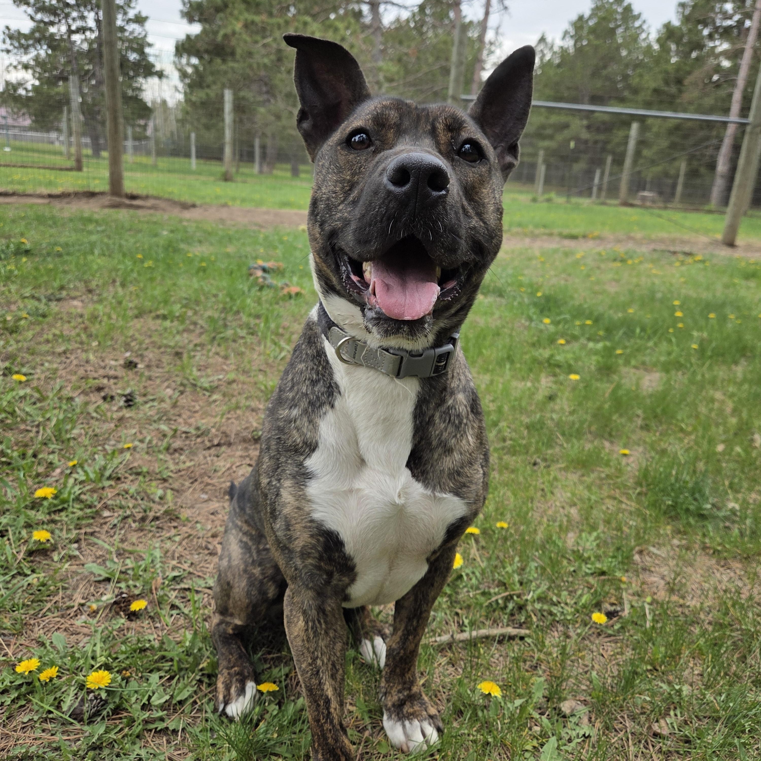 Ziva, an adoptable mixed breed in Park Rapids, MN image 1/3