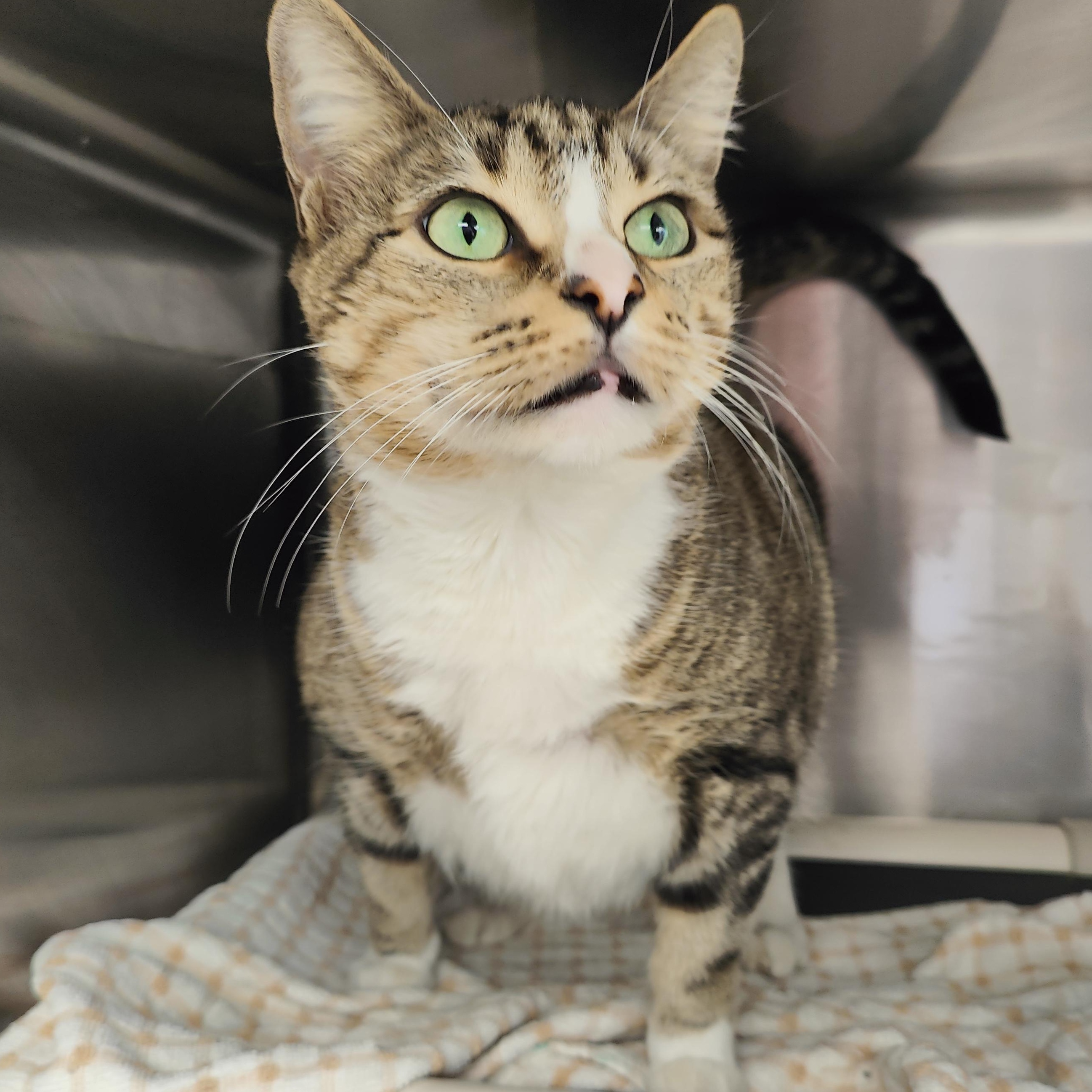 Midnight, ADOPTABLE, Adult Female Domestic Short Hair.