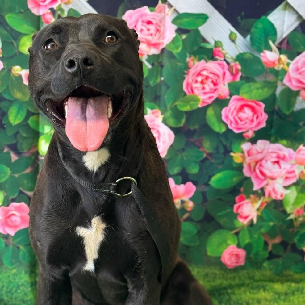 URGENT Court, Adult Female American Staffordshire Terrier