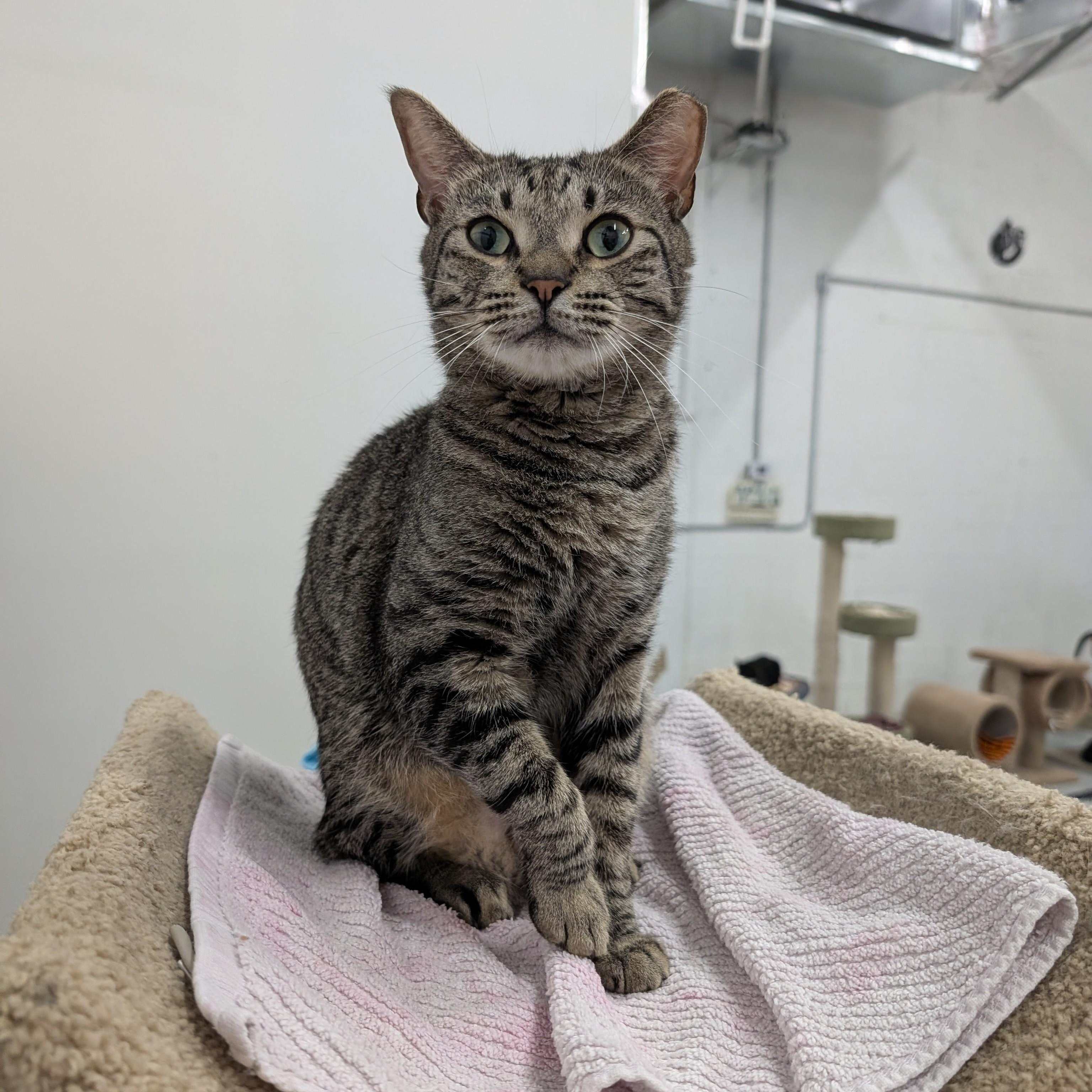 Enlarge Ferguson, a Adoptable Domestic Short Hair in West Palm Beach, FL image 2/3