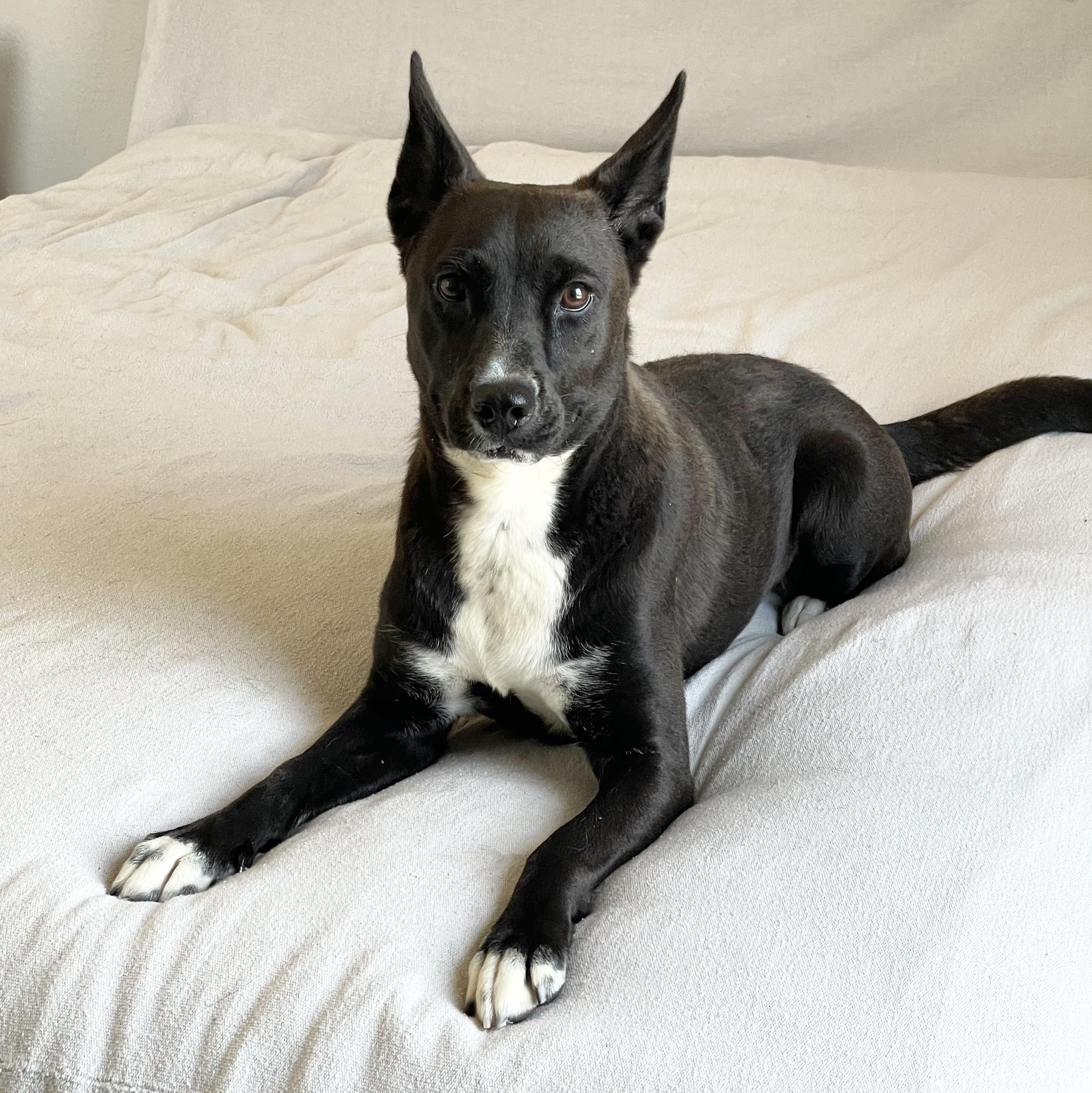 Enlarge Loving Lucy, a Adoptable mixed breed in West Hartford , CT image 3/5