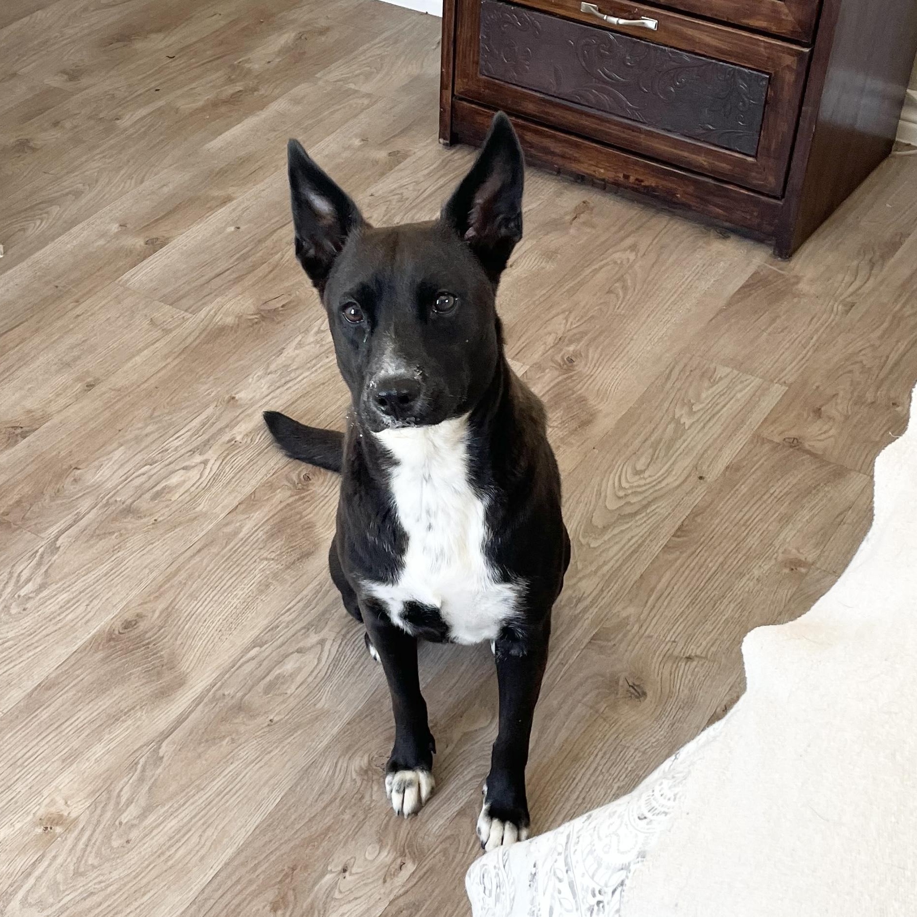 Enlarge Loving Lucy, a Adoptable mixed breed in West Hartford , CT image 4/5