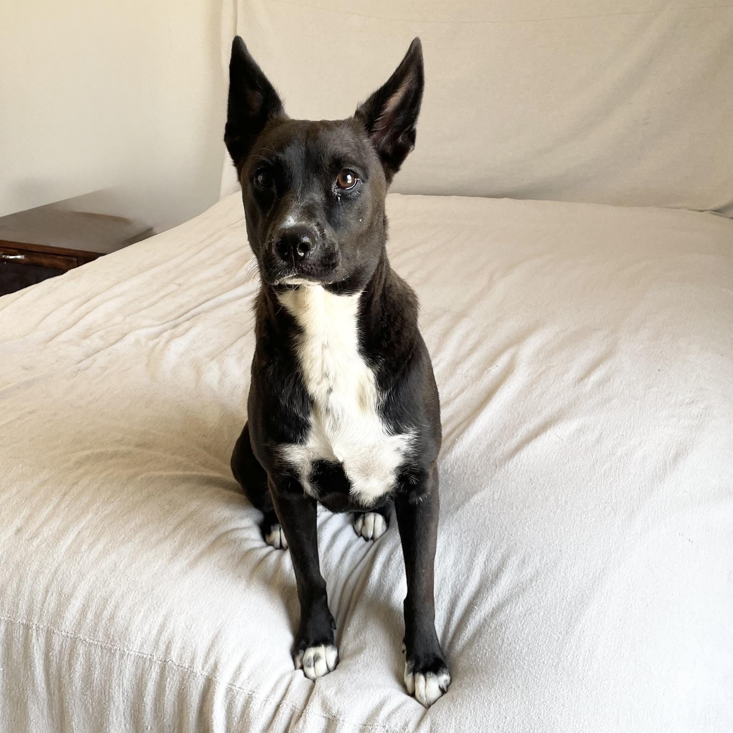 Enlarge Loving Lucy, a Adoptable mixed breed in West Hartford , CT image 5/5