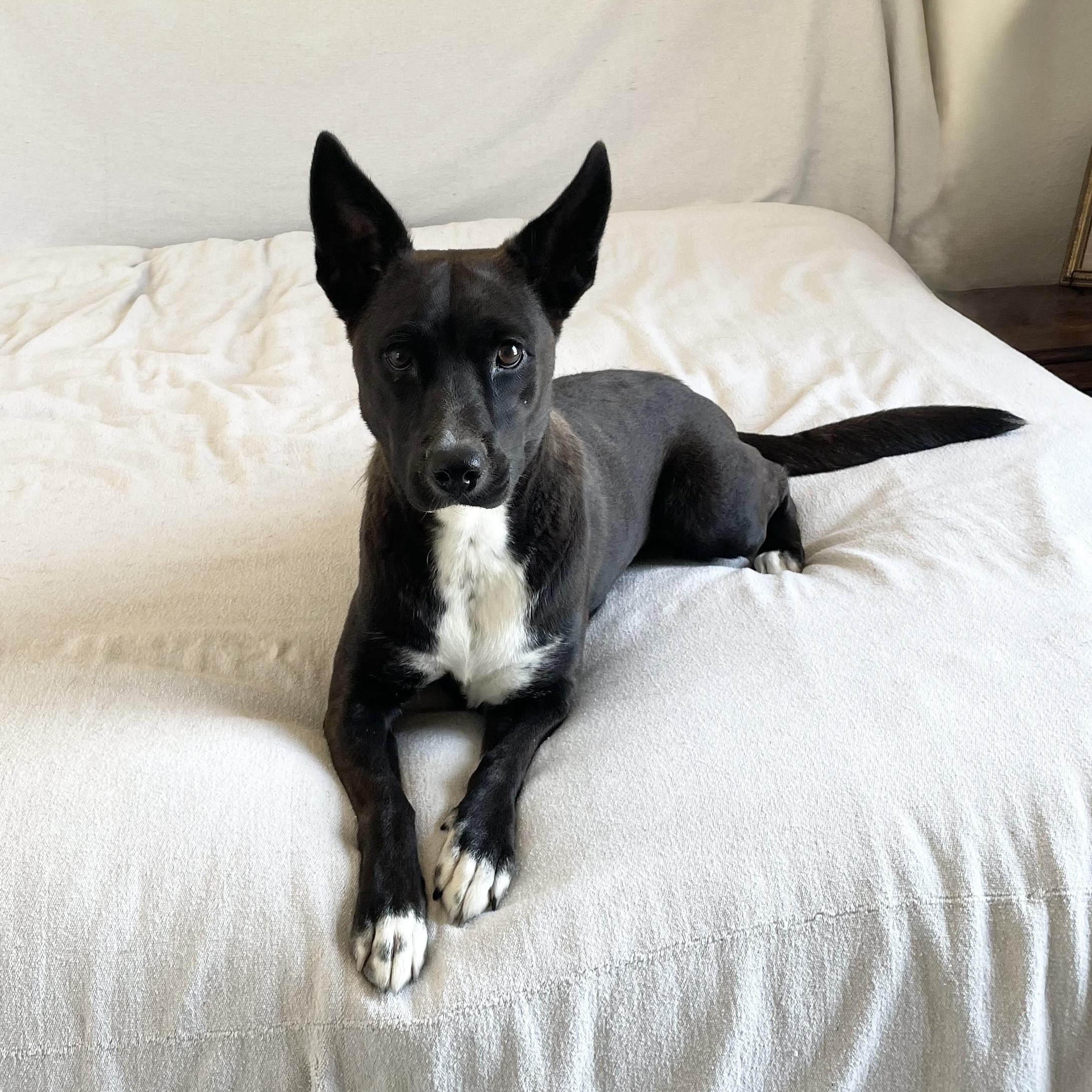 Enlarge Loving Lucy, a Adoptable mixed breed in West Hartford , CT image 1/5