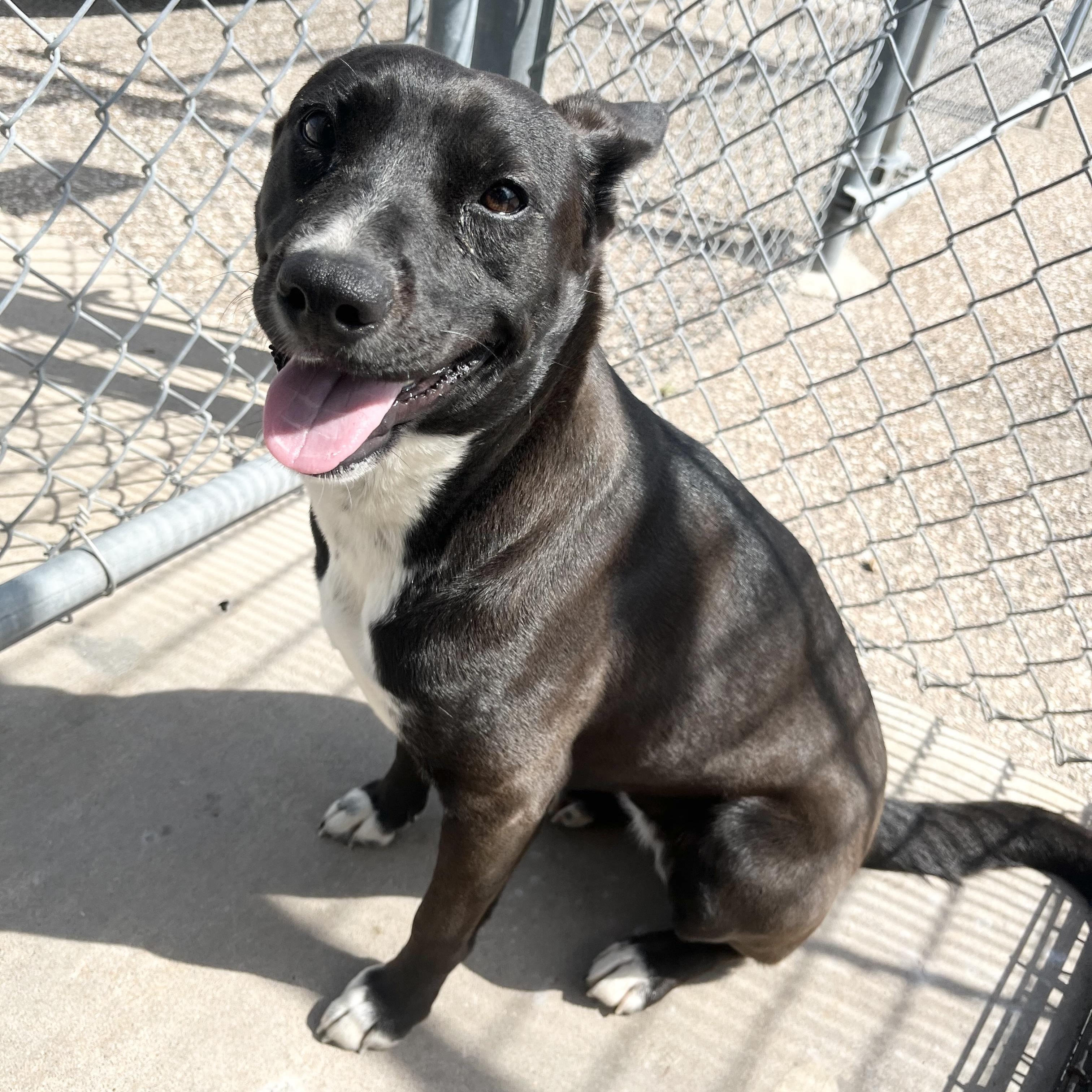 Enlarge Loving Lucy, a Adoptable mixed breed in West Hartford , CT image 2/5
