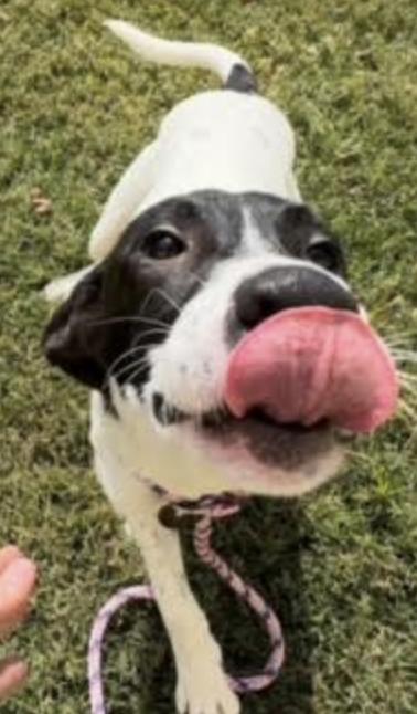 Briggs, Adoptable, Young Male Hound.