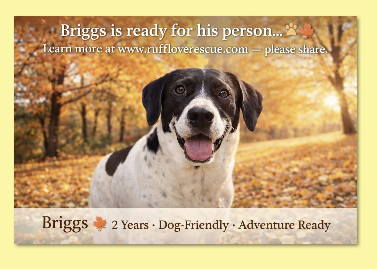 Enlarge Briggs, a Adoptable Hound in Thomasville, NC image 1/3