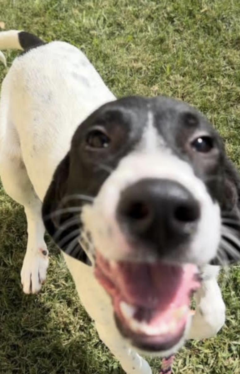 Briggs, a Adoptable Hound in Thomasville, NC image 2/3