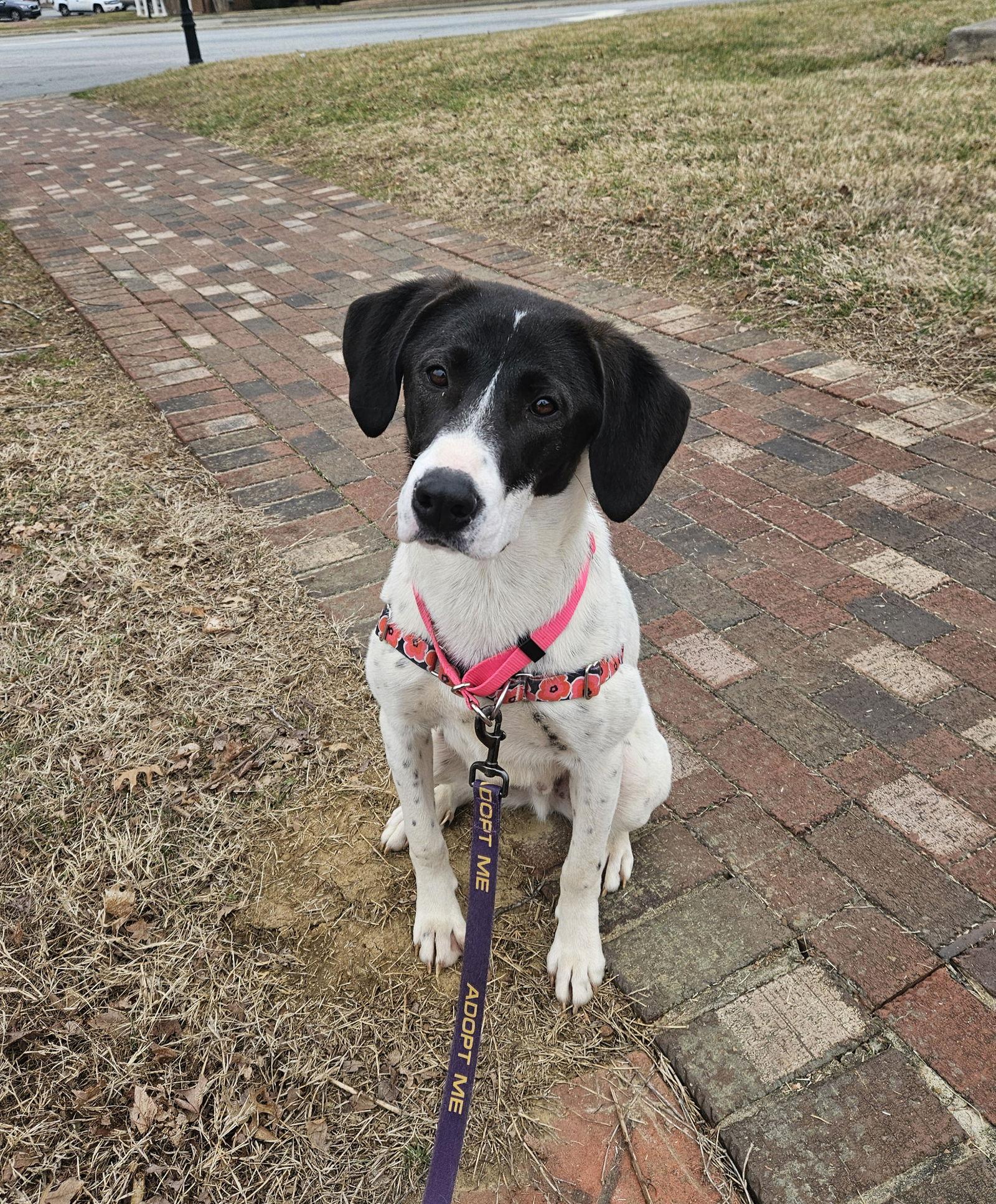 Briggs, Adoptable, Young Male Hound.
