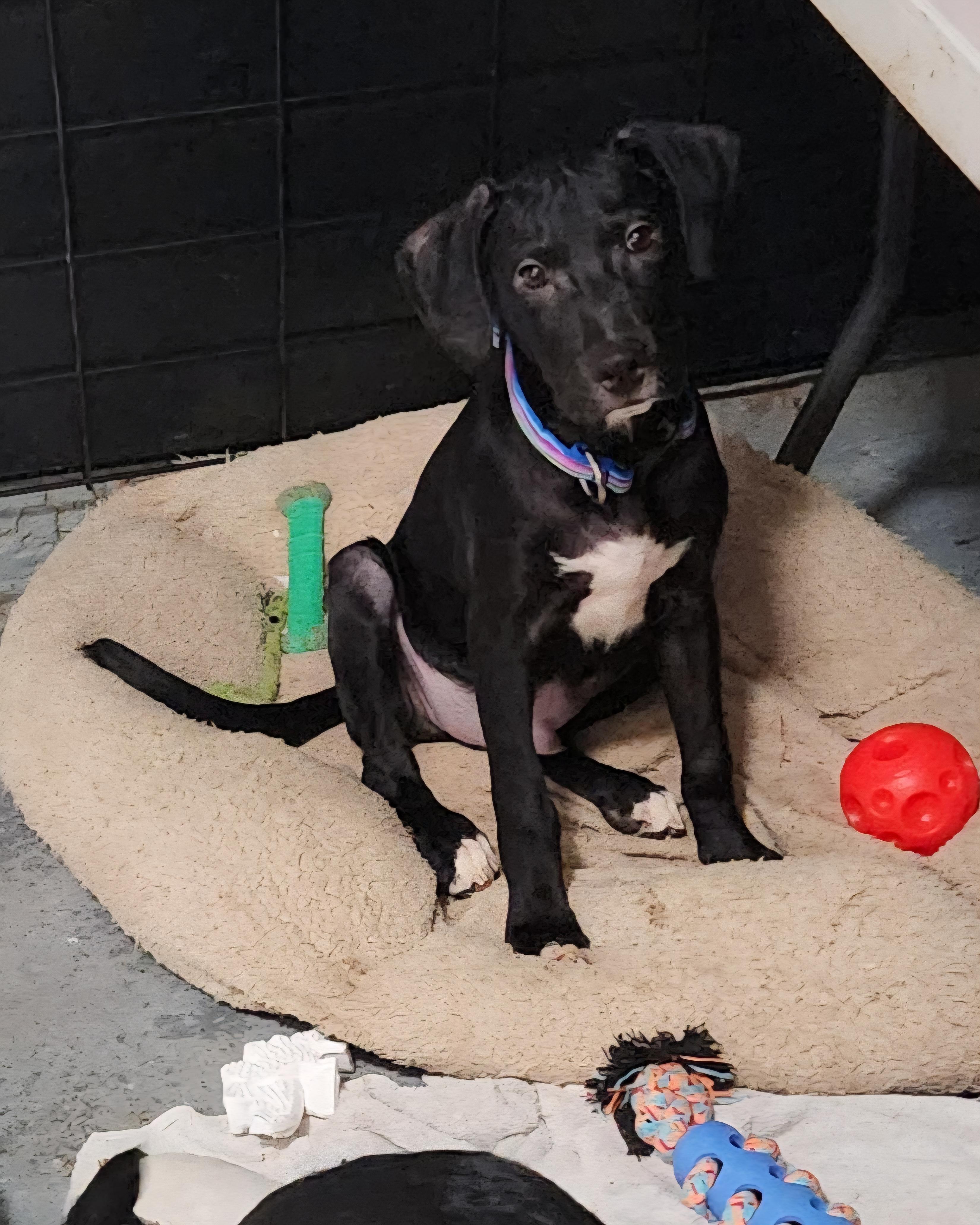 Enlarge SAMMY, a Adopted mixed breed in Hackettstown, NJ image 1/1