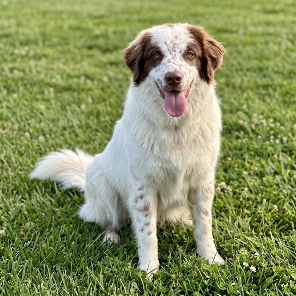 Enlarge Gump, an adopted mixed breed in Newport Beach, CA image 2/3