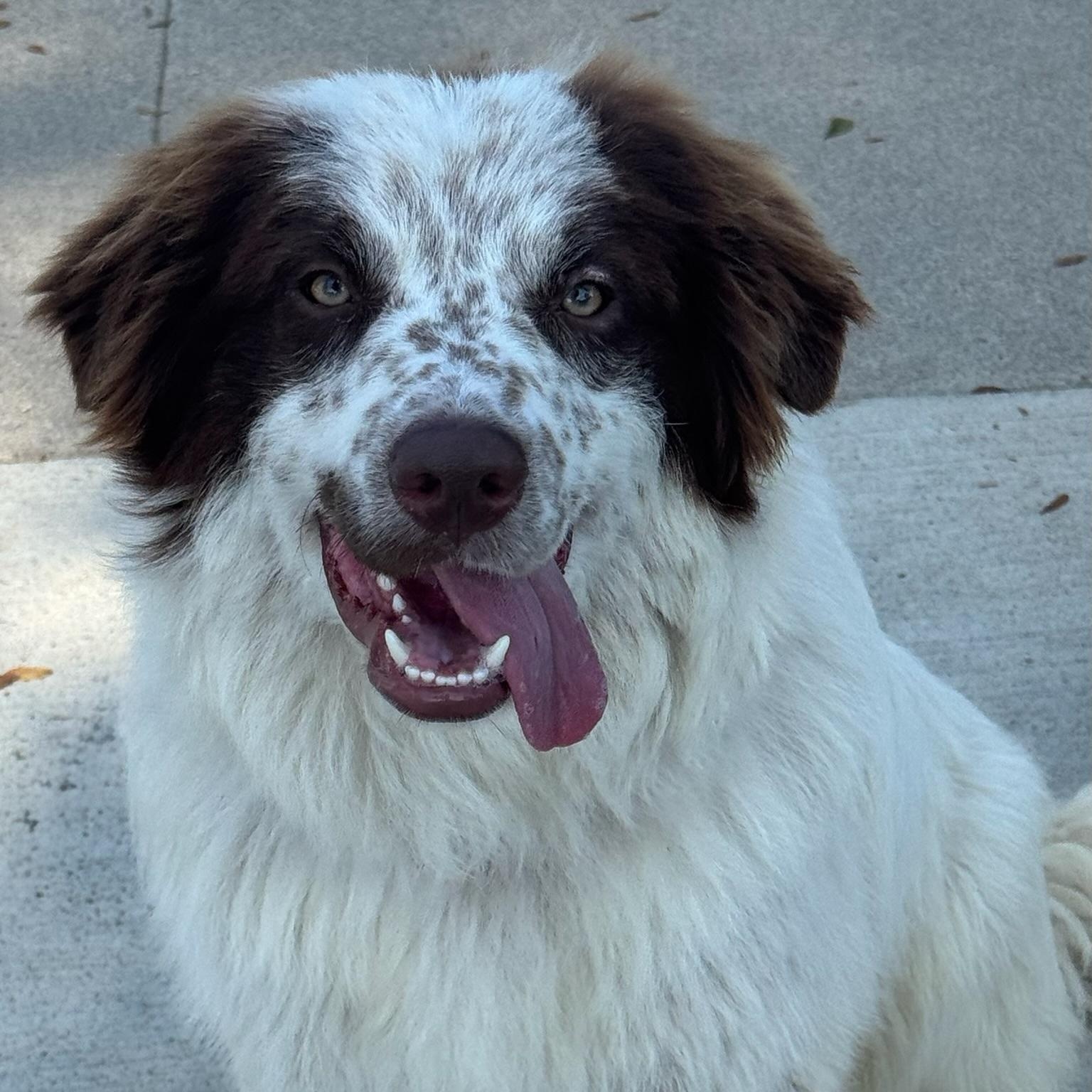 Enlarge Gump, an adopted mixed breed in Newport Beach, CA image 3/3