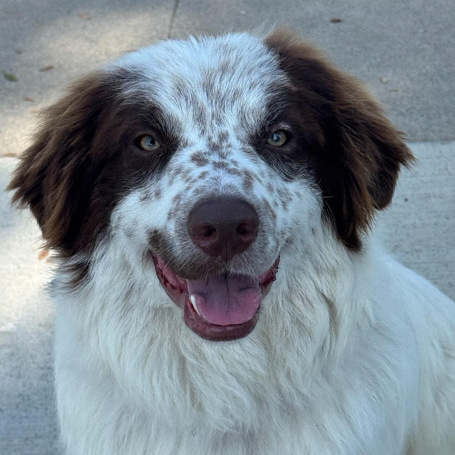 Enlarge Gump, an adopted mixed breed in Newport Beach, CA image 1/3