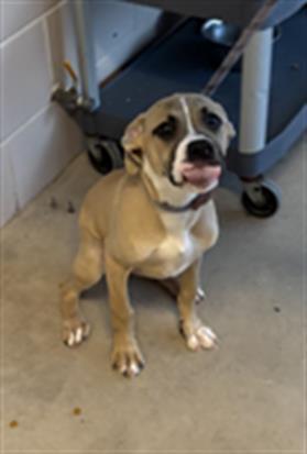 NIMBUS, Adoptable, Puppy Male Shar-Pei & Pit Bull Terrier.
