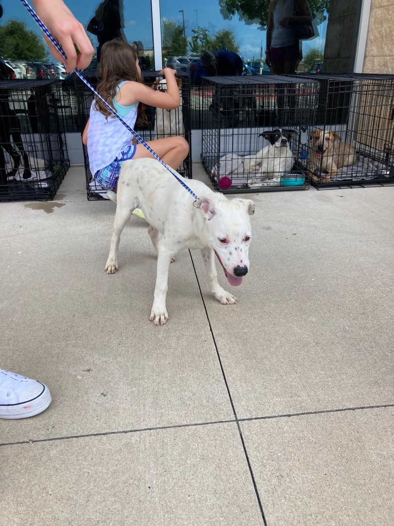 Runt, Adoptable, Adult Male Dalmatian & Australian Shepherd.