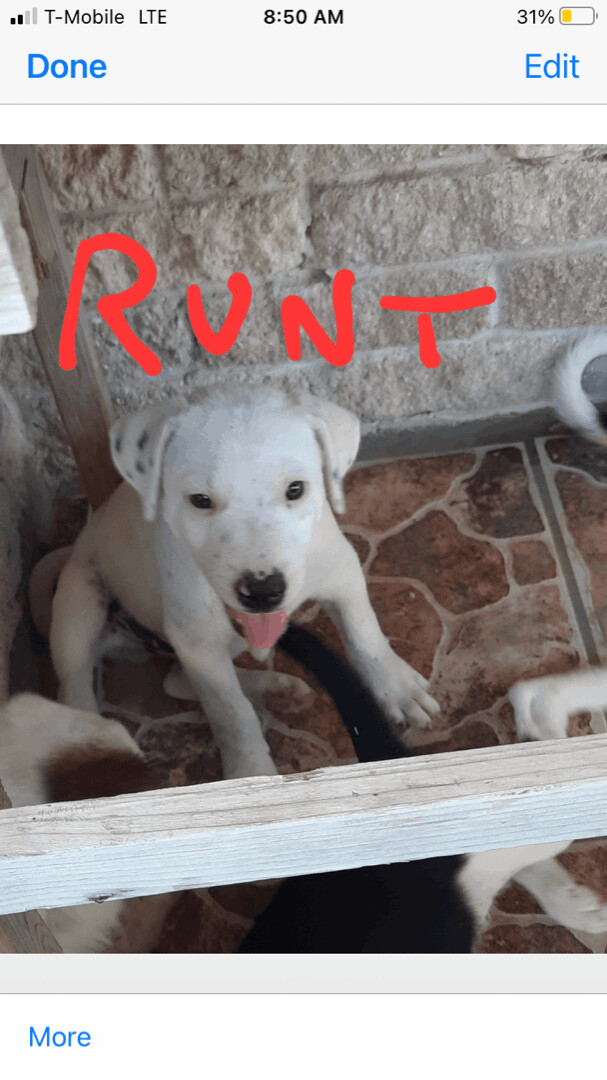 Runt, a Adoptable mixed breed in Plano, TX image 2/4