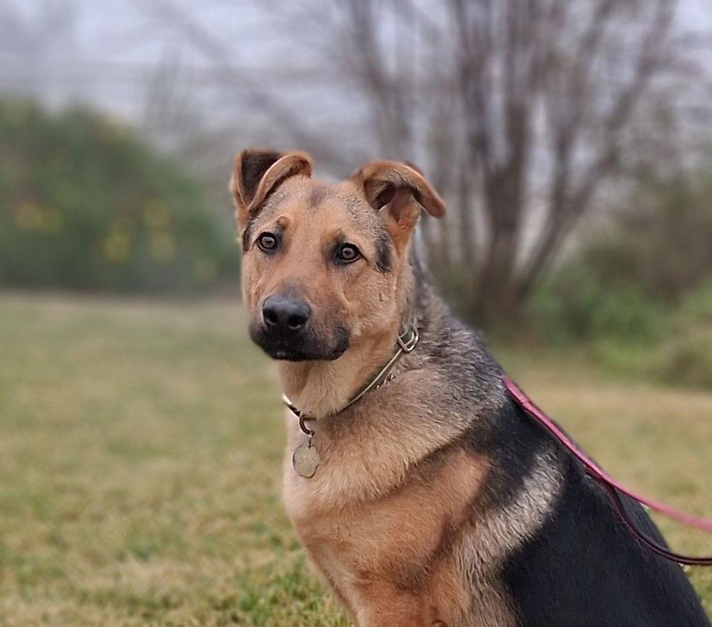 Ralph, Adoptable, Young Male German Shepherd Dog & Terrier.