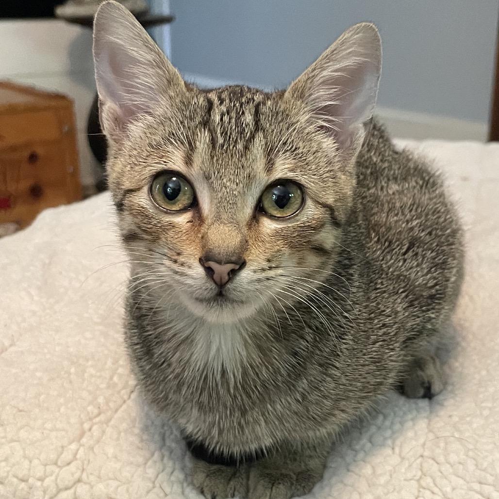 Enlarge Jack Jack-TL, a Adoptable Domestic Short Hair in Tallahassee, FL image 2/6