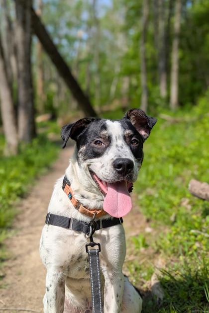 Larusso, Adult Male Mixed Breed
