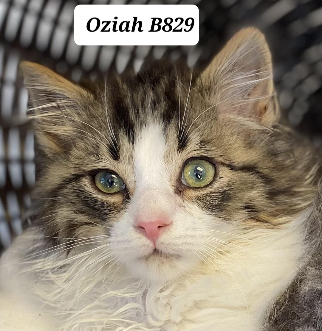 Oziah, adopted, Kitten Male Domestic Long Hair.