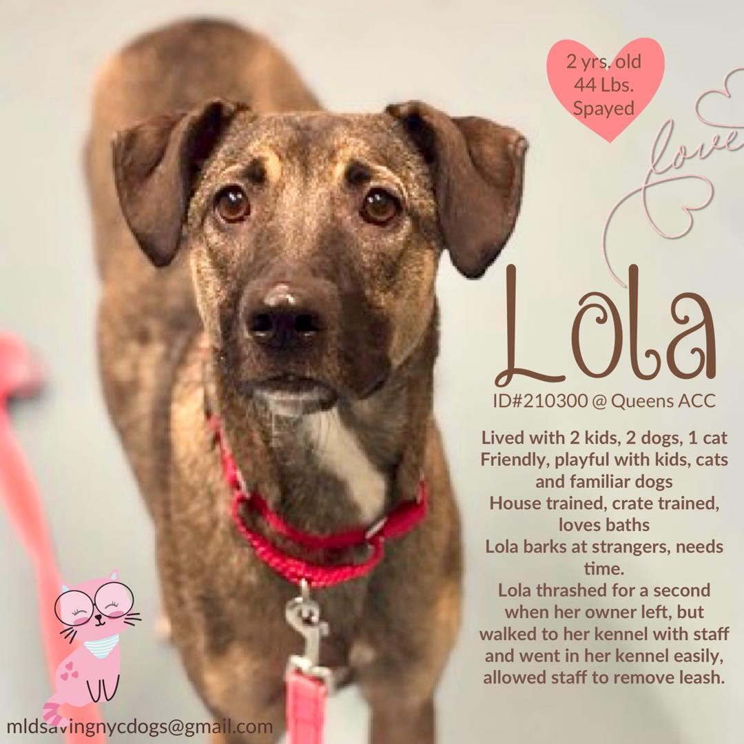 Lola, an adopted mixed breed in Brooklyn, NY image 1/5