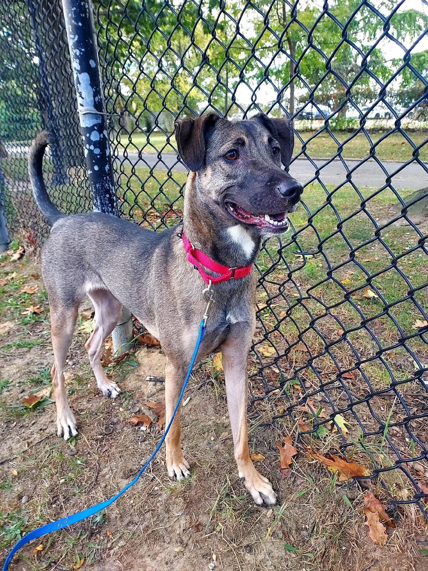 Lola, an adopted mixed breed in Brooklyn, NY image 2/5